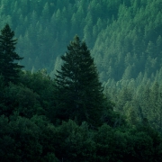 Skog